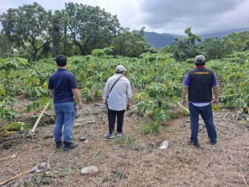 花蓮光復鄉木瓜在颱風侵襲後出現主幹折斷、傾倒等災情，經縣府向農業部爭取，28日公告光復鄉木瓜現金救助每公頃新台幣10萬元。圖為農政單位人員現場勘災（花蓮縣政府提供）