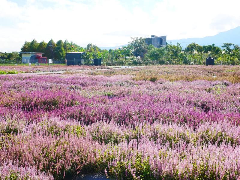 花蓮農改場展示四款仙草新品種交錯栽植成果，打造出宛如台版薰衣草田的粉紫色花海，兼具觀賞與生態功能