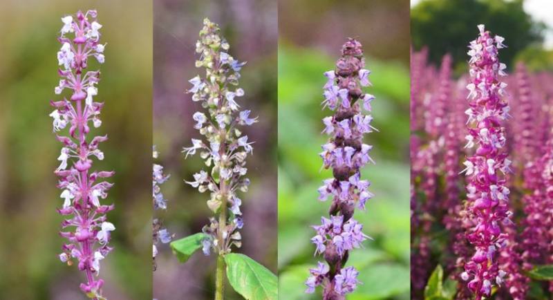 仙草新品種齊發登場，左起為花蓮1號「仙恬」、2號「仙靚」、3號「仙紫」、4號「仙美」，花色繽紛、花期交錯，各具特色