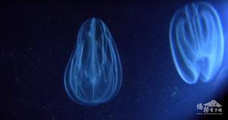 船公司以專業相機拍攝的發光水母