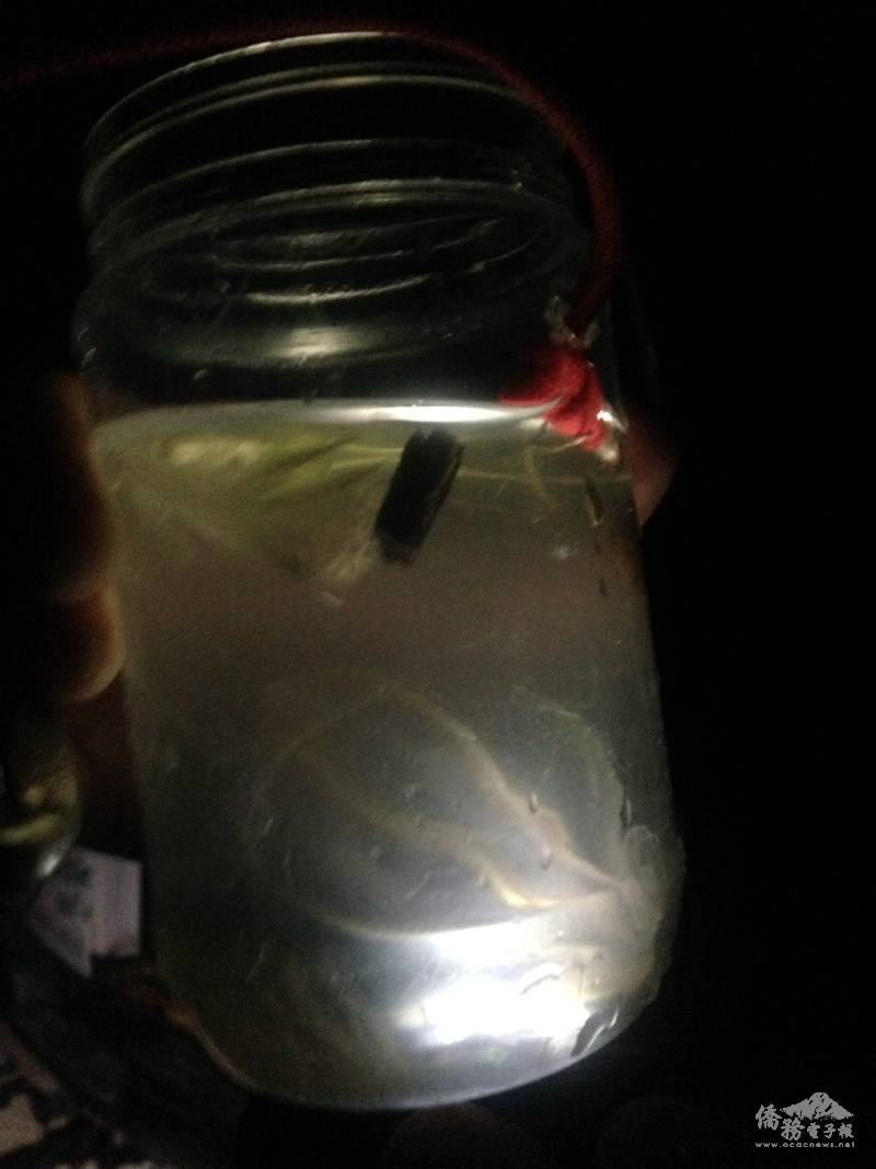 輕撈起果凍一般的梳狀水母在水中緩緩漂浮