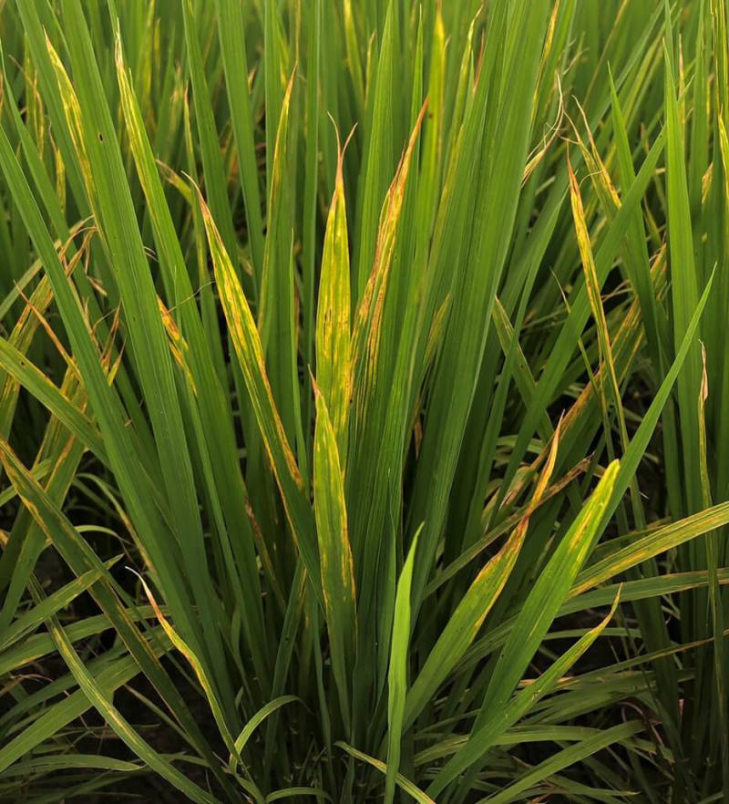 農業部台東區農業改良場30日表示，受颱風影響及近日天氣高溫多雨，台東水稻已出現白葉枯病徵狀，呼籲農友加強巡視田區，確實做好防治措施。（台東區農改場提供）