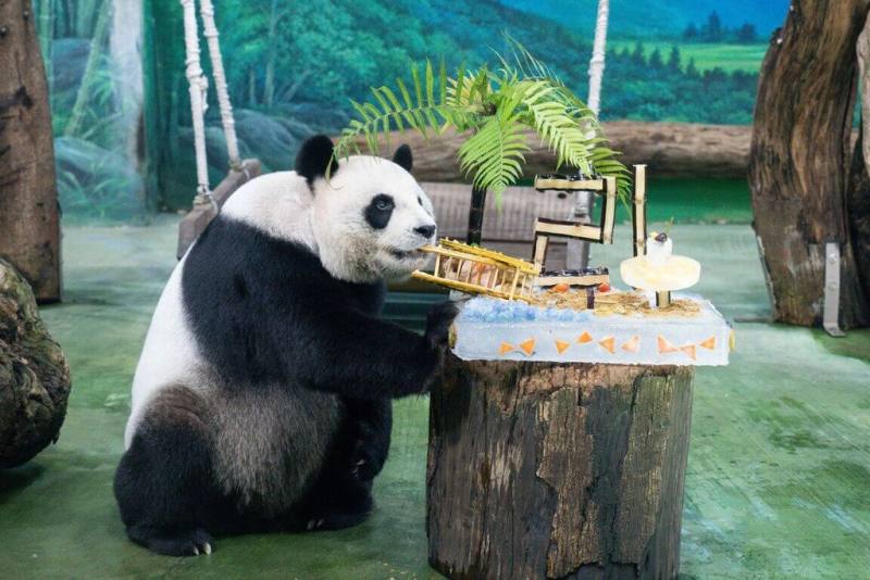 台北市立動物園30日替大貓熊「圓圓」舉辦21歲慶生活動，邀粉絲陪同並欣賞牠享用甘蔗、鳳梨及窩窩頭製作成的蛋糕。（台北市立動物園提供）