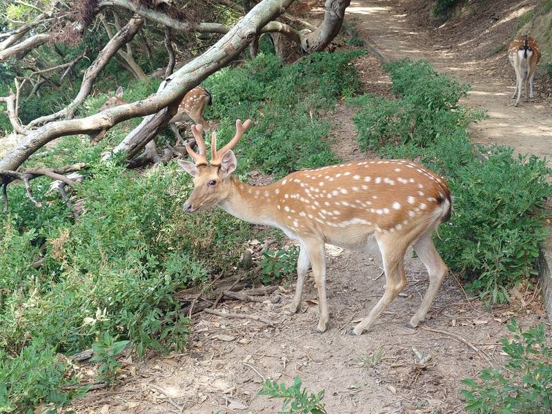 馬祖北竿大坵島的外來種植物玉珊瑚（鹿隻兩側植株）於島上大量蔓延，因其具微量毒性而非梅花鹿食物，但卻已排擠島上原生植物，進而影響梅花鹿食物來源