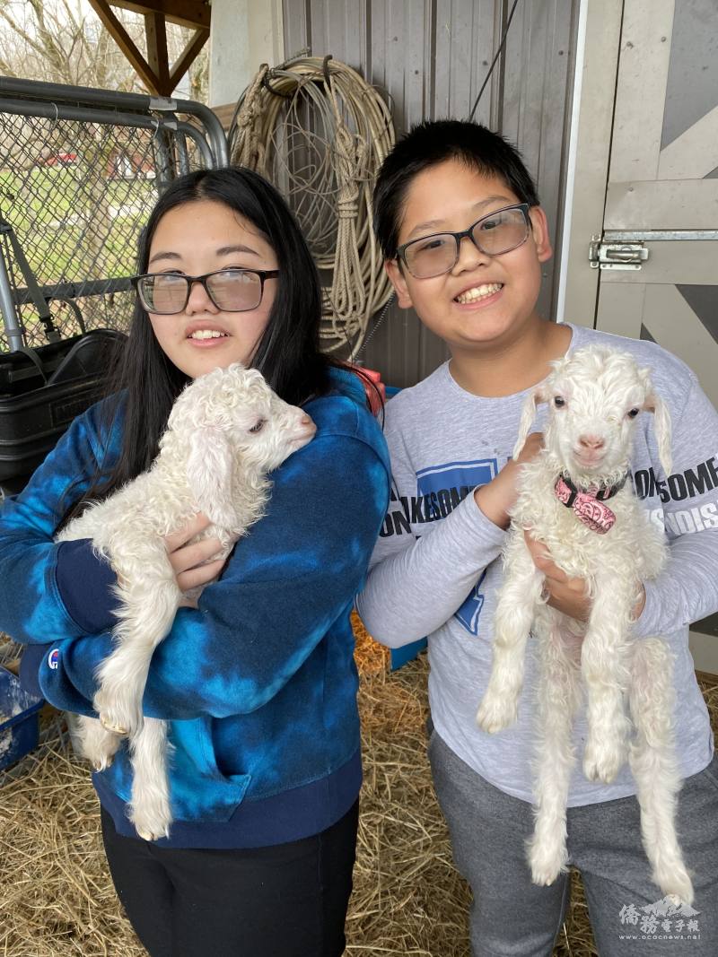 帶我的孩子來看出生不久的小羊們