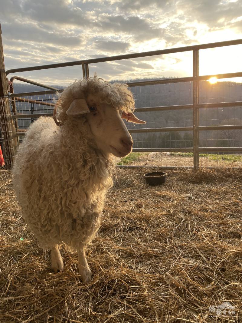 地處偏遠的Fentress County 同事家養的羊