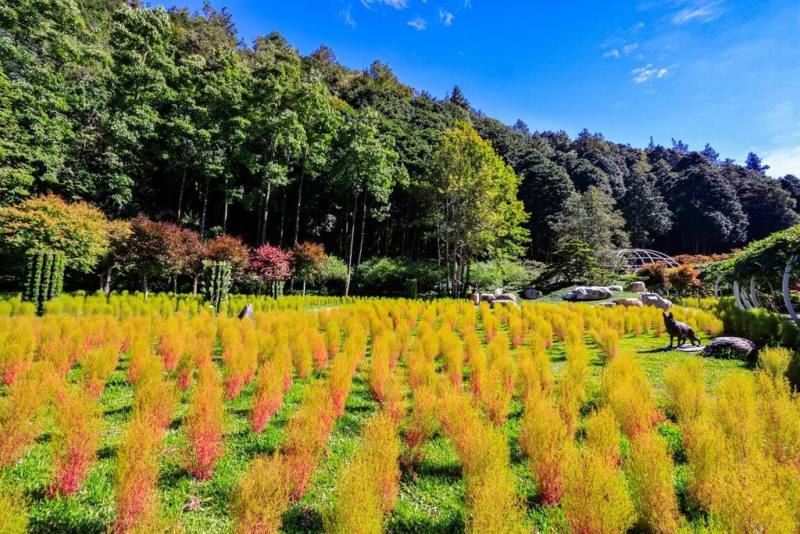 南投縣杉林溪森林生態渡假園區今年擴大規劃種植6000株波波草，紅綠交錯的波波草地景9月登場，預計持續至11月上旬。（杉林溪森林生態渡假園區提供）