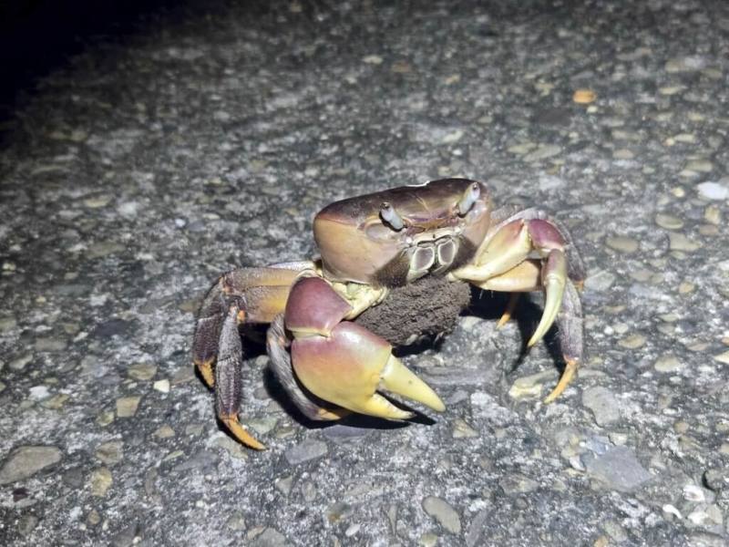 高雄援中港濕地每年夏季都有上千隻兇狠圓軸蟹母蟹橫越馬路，前往大海釋放幼蟹。志工們將加強巡守，也提醒民眾勿夜間自行進入濕地，以免干擾。（高雄市工務局提供）