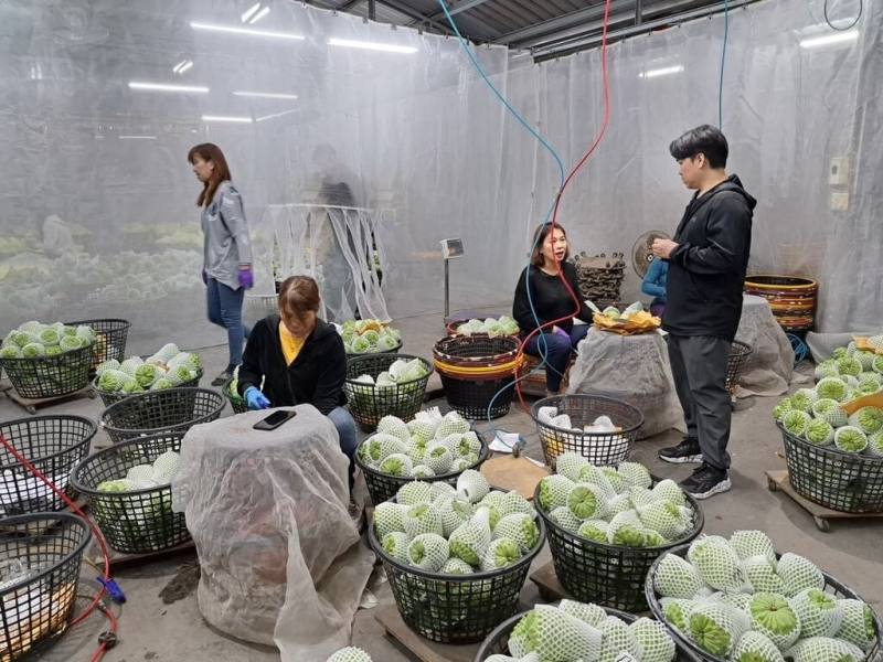 台東縣鳳梨釋迦銷往中國新增49戶果農及約85公頃面積，通過註冊農民與面積持續增加。圖為果農整理採收的鳳梨釋迦。（台東縣政府提供）