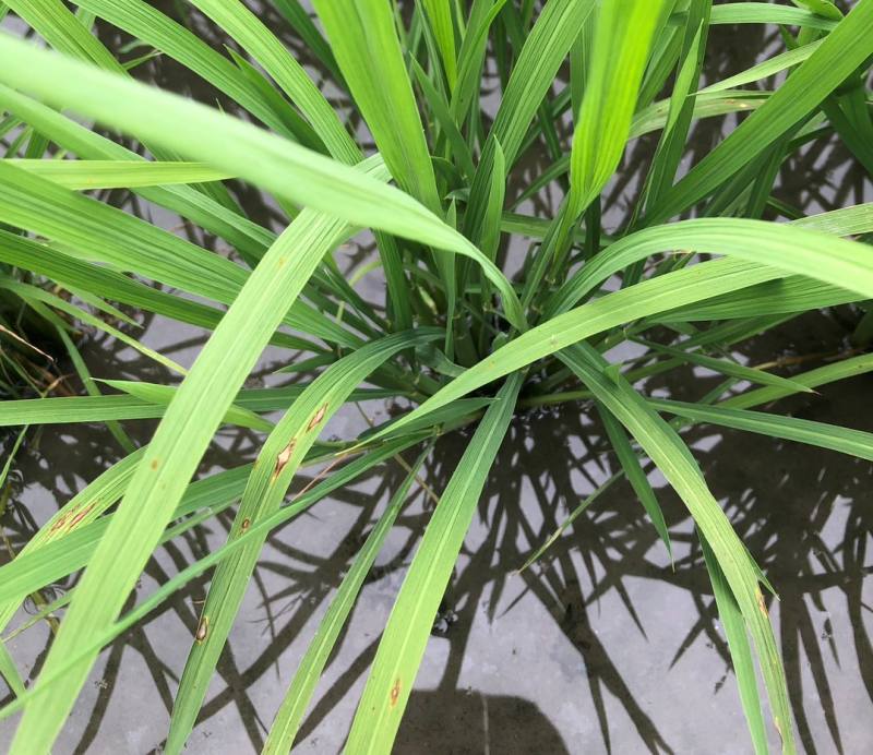 田間稻熱病病斑為二端較尖紡錘形，病斑中間呈灰白色，邊緣赤褐色，外圍伴有黃暈