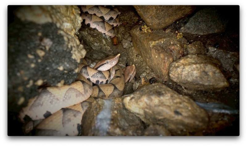 農業部林業及自然保育署台中分署1日公布，由分署製作的「守護：百步蛇野外護卵孵化紀錄」影片，在第3屆台灣生態環境影展獲「科學探索獎」肯定。（台中分署提供）