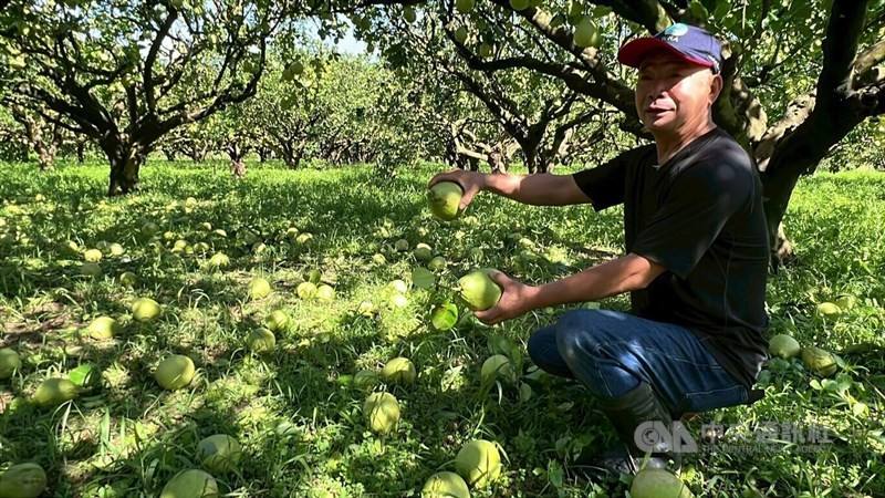 A Taiwanese farmer displays his crop in this CNA file photo