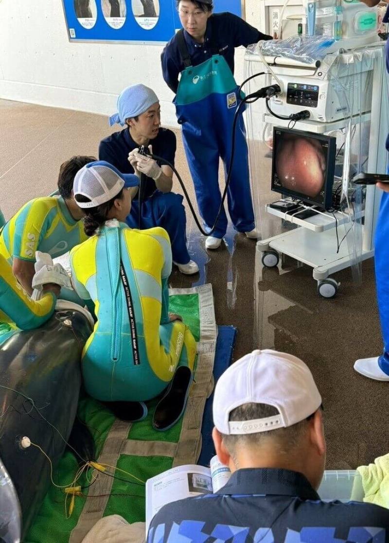 嘉義大學獸醫系學生暑假到日本的動物醫院臨床實習，還前往當地水族館觀摩海豚健檢與心臟超音波，獲得難得的跨領域經驗（嘉義大學提供）