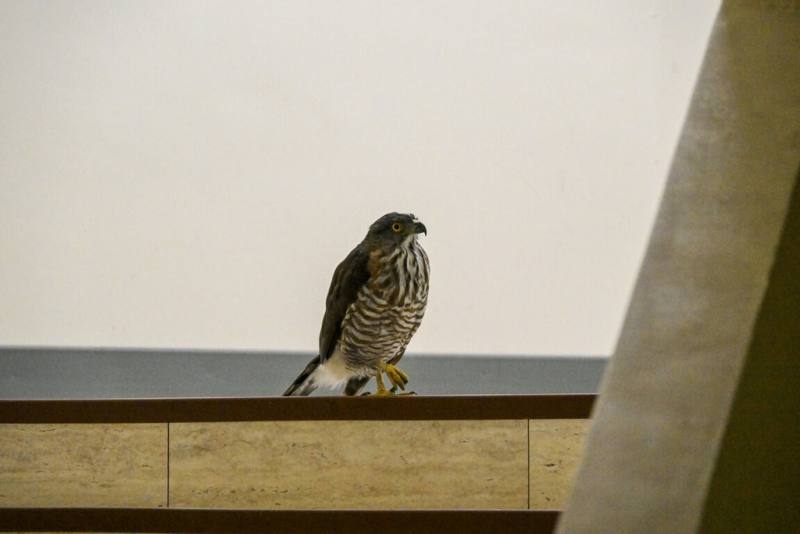 一隻保育類鳳頭蒼鷹（圖）2日誤闖台北市議會樓梯間，動保處獲報派員救援，經初步檢視，鳳頭蒼鷹體態健康，將擇期野放。（台北市議會提供）