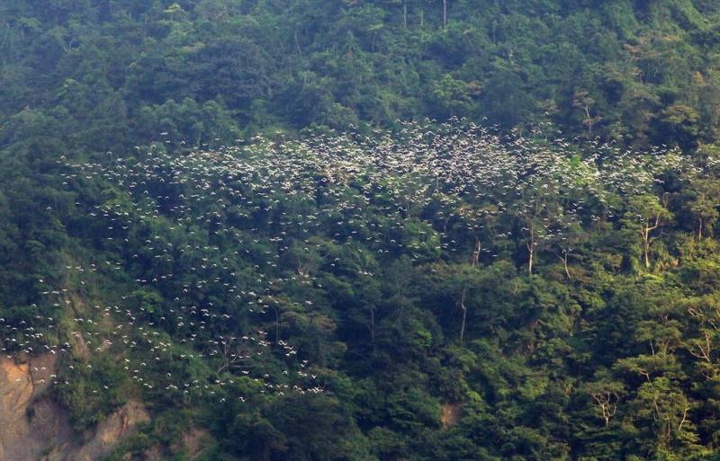 嘉義縣梅山鄉太興村奇景「萬鷺朝鳳」約在每年9月初登場，是愛鳥人士、攝影師每年必訪聚集地，不過奇景可遇不可求，文觀局建議遊客不妨停留一晚，增加看到黃頭鷺群的機會。（嘉義縣文觀局提供）