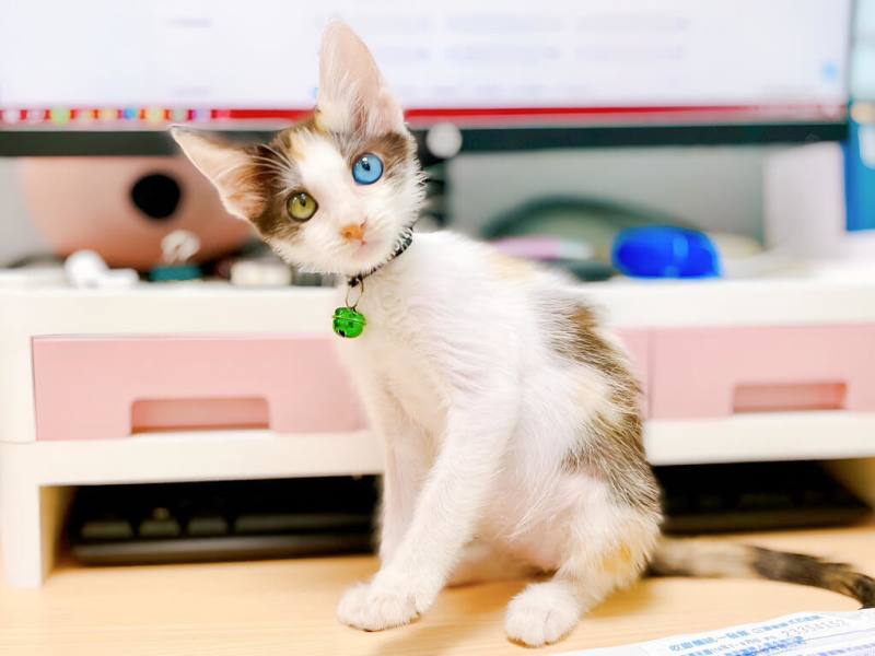 異色瞳小貓罹病，獲新北市動保處救援，康復後可愛模樣萌翻民眾，也獲認養有了新家。（新北市動保處提供）