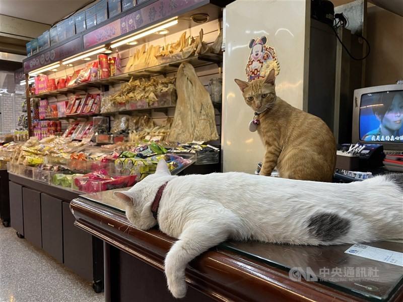 Shop cats Money (front) and Cola keep watch over dried goods at their owner’s store in Dadaocheng, helping deter rats. CNA photo Sept. 4, 2025