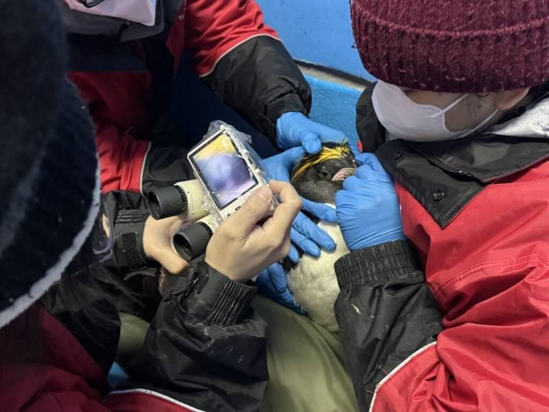 海生館執行年度眼睛健檢，企鵝因為過於活潑好動，為了安全與檢查順利，在海生館飼育員保護固定下進行（屏東國立海洋生物博物館提供）