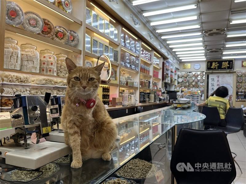 Bean Bean, a shop cat in Taipei’s Dadaocheng, rests on the counter surrounded by jars of dried goods in late August. CNA photo Sept. 4, 2025