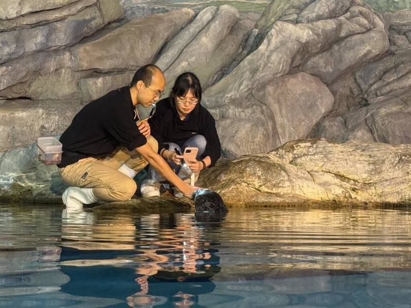 屏東海生館日前執行年度眼睛健康檢查，海豹夏綠蒂一早發現獸醫儀器就故意待在遠處「裝忙」，直到下午閉館前才願意接受檢查（屏東國立海洋生物博物館提供）