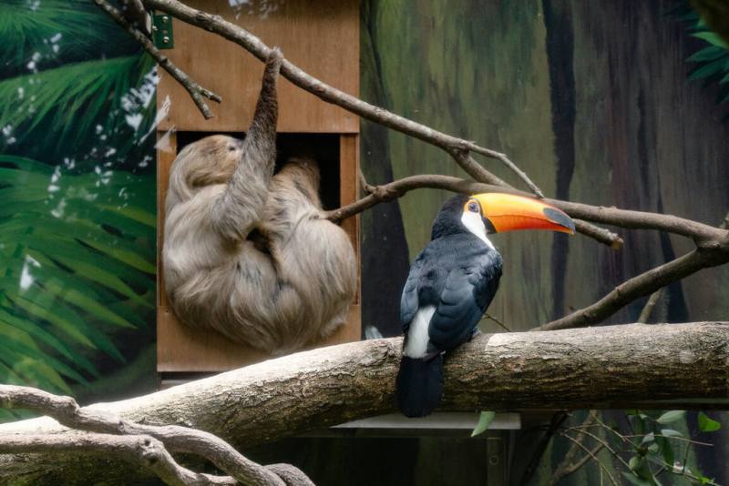 台北市立動物園安排二趾樹獺「蘇珊」及「葉橙」與大巨嘴鳥當室友，動物園4日表示，雙方相處融洽，大巨嘴鳥偶爾取食樹獺的食物也未引發衝突，甚至視而不見（台北市立動物園提供）