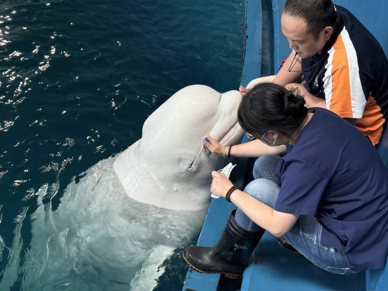 屏東海生館為館內生物執行年度眼睛健檢，獸醫透露，白鯨配合度最高，也是檢查時間最快速生物，是接受眼睛健檢生物中的「乖寶寶」（屏東國立海洋生物博物館提供）