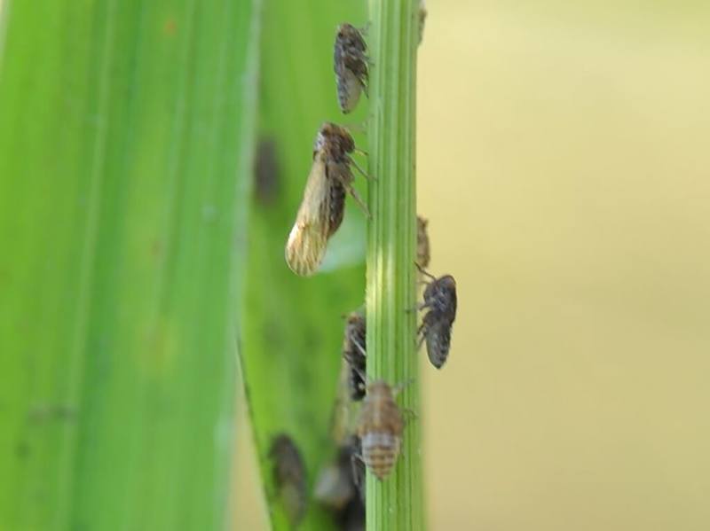 台中區農業改良場3日表示，中部地區二期水稻正值分蘗期，近日調查發現，南彰化與南投草屯水稻田區受到水稻飛蝨類成蟲及若蟲聚集危害，部分田區也出現瘤野螟幼蟲捲葉危害（台中農改場提供）