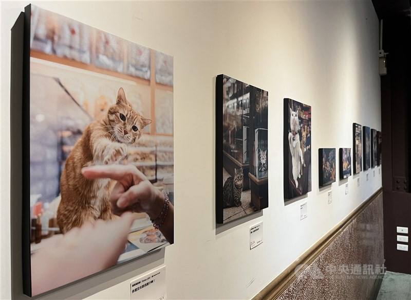Top entries from the “Meow Pie” Photo Contest are displayed at Olympus Plaza Taipei on Dihua Street through Sept. 14, 2025. CNA photo Sept. 4, 2025