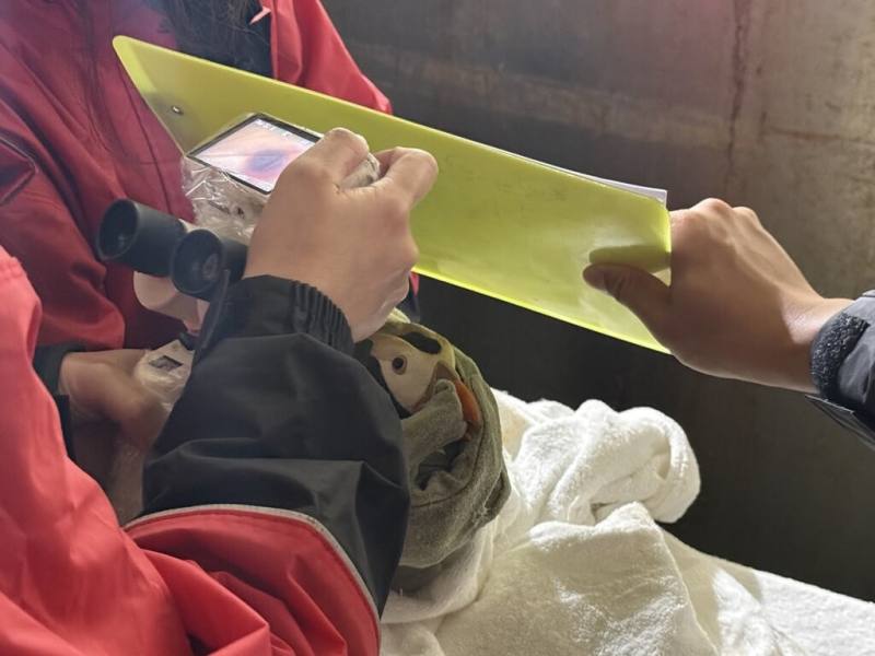 屏東海生館每年7、8月邀請台灣獸醫眼科醫學會獸醫師執行眼睛健康檢查，檢查流程會先使用筆燈和裂隙燈進行初步觀察。圖為鳳頭海鸚鵡接受檢查（屏東國立海洋生物博物館提供）