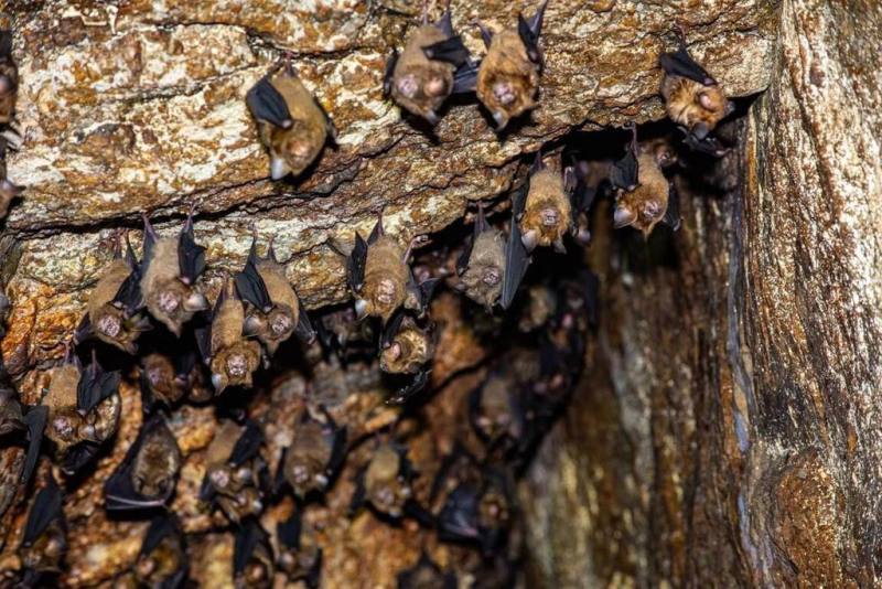 花蓮豐濱鄉公所表示，月洞遊憩區將自10月1日起調整開放時間與船班時刻，同步新增自由行遊客電話預約服務。月洞環境適合蝙蝠棲息，已知有東亞摺翅蝠、台灣無尾葉鼻蝠、台灣葉鼻蝠等6種蝙蝠，冬季聚集近2000隻，夏季約有300至500隻（豐濱鄉公所提供）