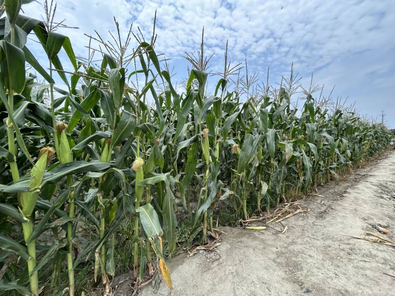 高鐵特區雜糧示範區轉作甜玉米