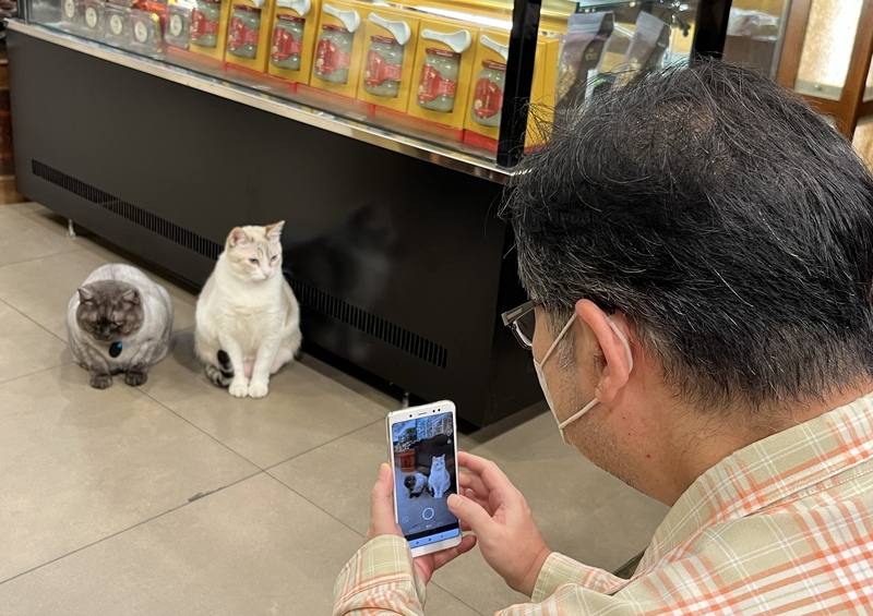 台北大稻埕迪化街的黃永生蔘藥行門外，一名路人蹲下喬角度，準備拍攝店內兩位貓店長「薯條」（左）和「香奈兒」。
