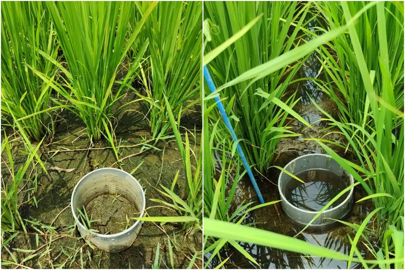 稻田乾濕灌溉可採用簡易的水位管，以監控田間水位，當水位下降至土面下約5公分時再補充灌溉。