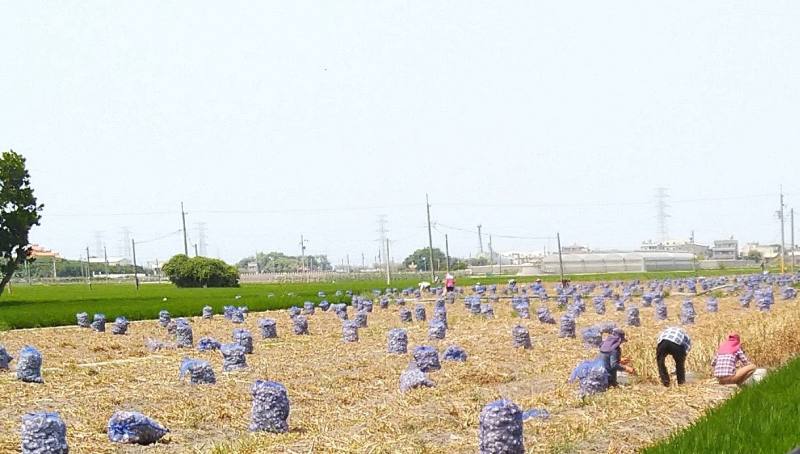 傳統以人力方式進行大蒜收穫作業