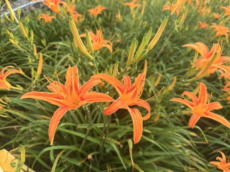 今年雨量充足，花蓮金針山花況佳