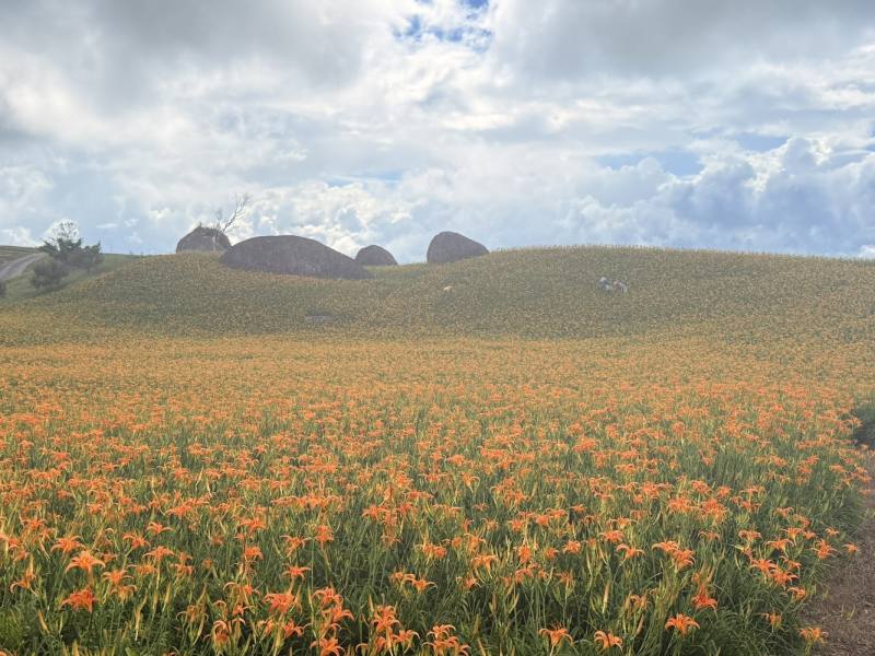 赤柯山金針花花海+霧景-美景圖