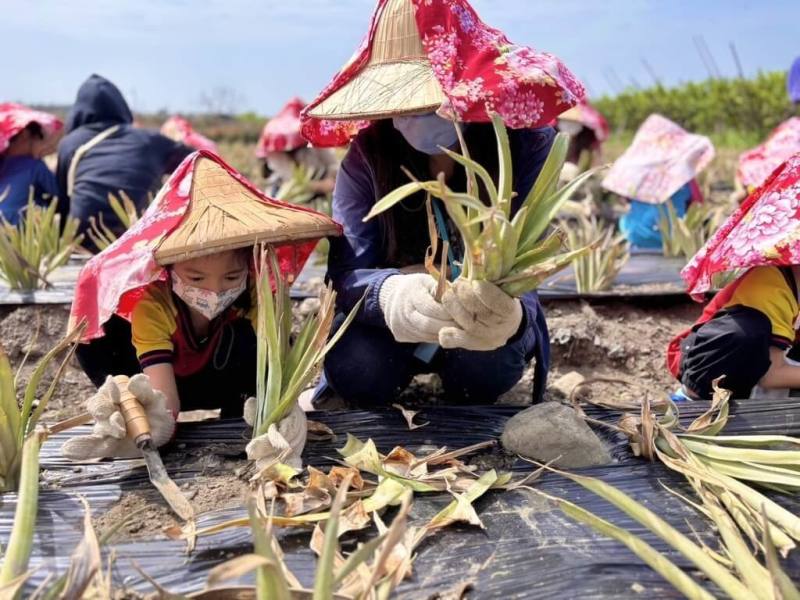 高雄市鳥松幼兒園以在地鳳梨田為教室，帶領幼童從在地農產探究美感與文化，代表高雄市參與「114年度教學卓越獎」，入圍全國教學卓越獎金、銀質獎名單。（高雄市鳥松幼兒園提供）