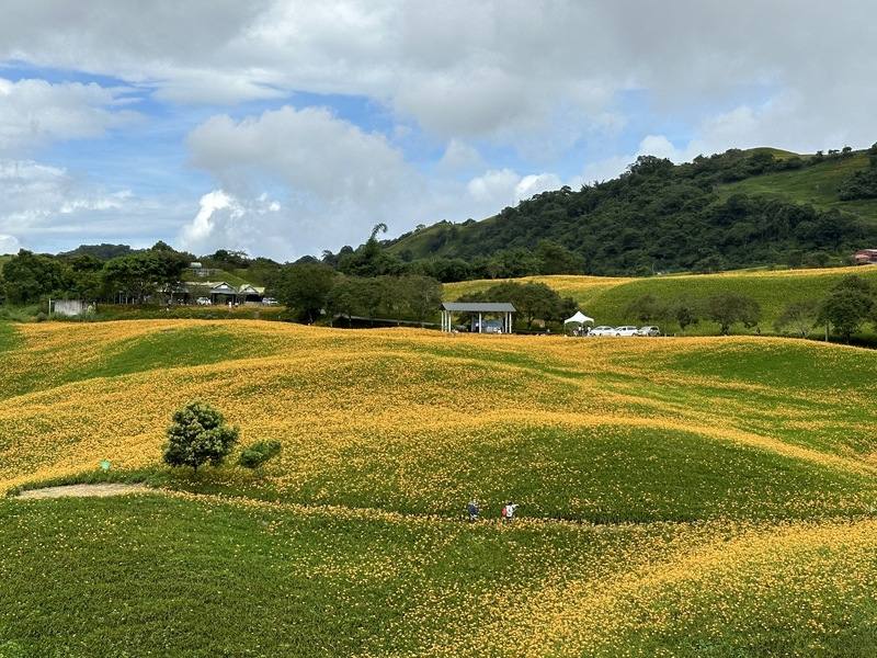 花蓮富里鄉舉辦「第一屆六十石山馬拉松挑戰賽」14日登場，預計吸引逾2000名跑者；賽道穿越金針花海、古道、田園小徑，當天將執行交管。圖為六十石山金針花海盛況
