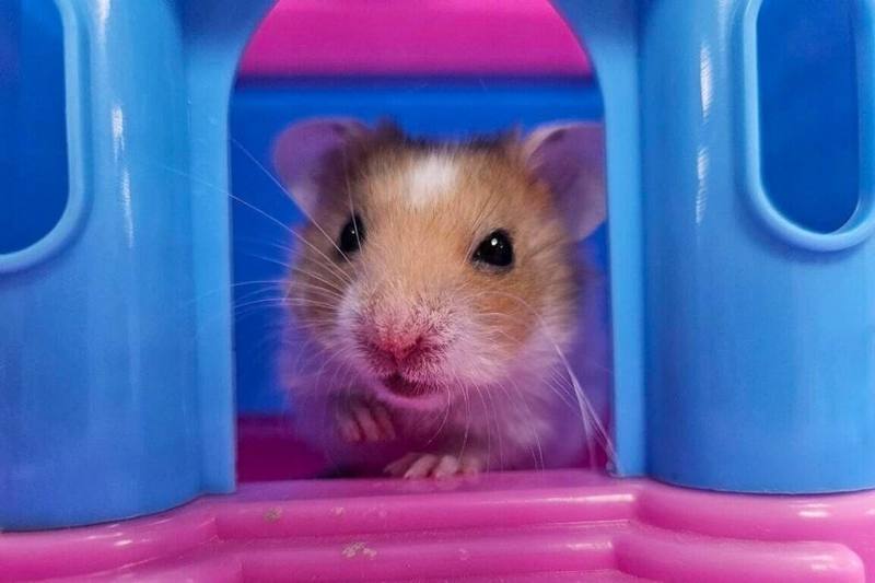 為降低寵物走失與棄養情形，新北市動保處推動「非犬貓類寵物登記制度」，飼主可為家中非犬貓的鳥禽、兔類、鼠類或其他特殊寵物辦理登記。（動保處提供）