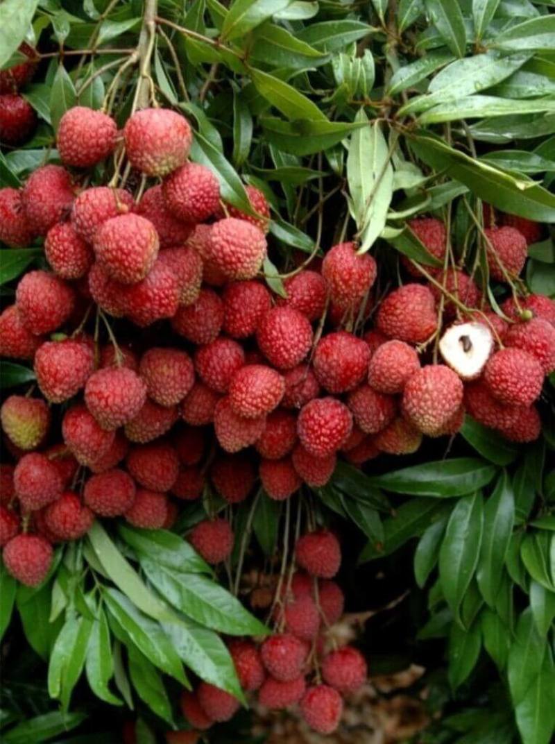 台灣荔枝「台農6號-豔荔」及「台農7號-早大荔」獲澳大利亞核准植物品種權，加上2014年的2款品種，目前4款台灣荔枝取得澳洲品種權。（農試所提供）