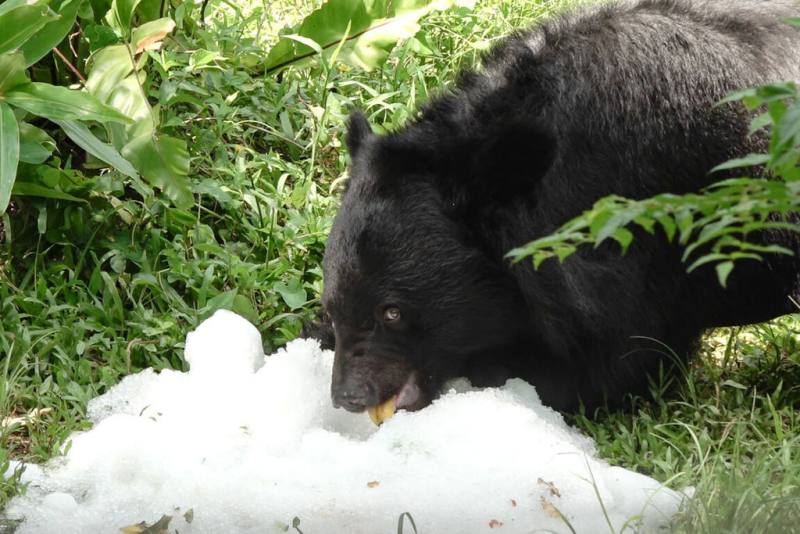 天氣炎熱，台北市立動物園替亞洲黑熊「黑輪」製作水果剉冰，降溫同時豐富化動物行為。（台北市立動物園提供）
