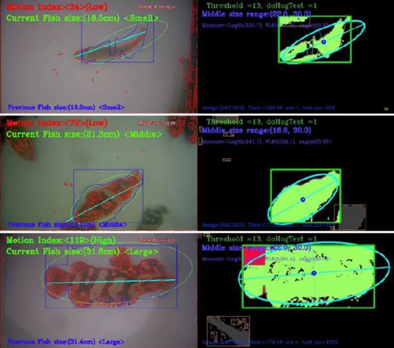 水中養殖生物體長AI辨識控制系統