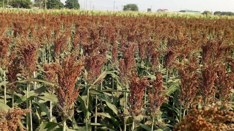 台灣本島農會與金門的金酒公司自111年起在台灣契作高粱，首階段合作3年已於113年完成，銷售創下佳績。農業部12日說，第2階段合作期程將放寬至5年，從114至118年。圖為釀酒高粱品種「台南8號」田間生長情形。（農糧署提供）