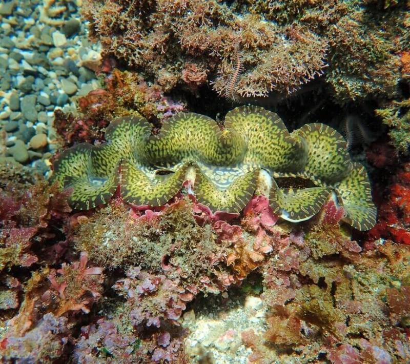 花蓮縣豐濱鄉港口社區發展協會以石梯坪海域為基地，近年積極復育硨磲貝，費時3年以水下相機拍攝、測量野生硨磲貝尺寸，記錄種類、生長環境及位置。（陳杰敏提供）