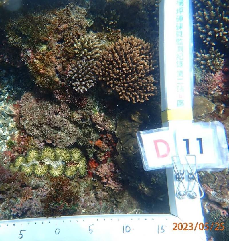 花蓮縣豐濱鄉港口社區發展協會以石梯坪海域為基地，近年積極復育硨磲貝，今年分區移植復育不到一週卻遭盜採，被盜採的包括編號D11硨磲貝，已長到22公分。（陳杰敏提供）