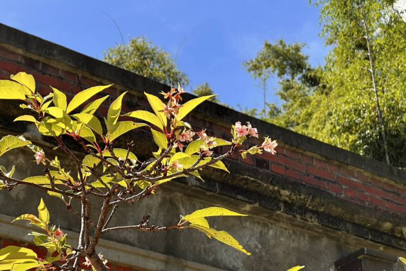 台南山上花園水道博物館淨水池區數株河津櫻，近日在高溫與晴朗天氣情況下開花，館方研判可能受氣候變化影響。（台南市文化局提供）