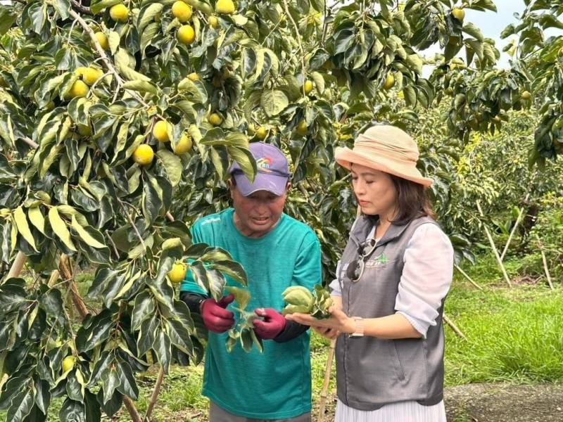 嘉義縣番路鄉因7月連續風災導致柿子產量減少6成，番路鄉農民提高契作收購價格，保障農民收益。圖為番路鄉農會總幹事趙幸芳（右）前往果園瞭解柿子受損情況。（番路鄉農會提供）