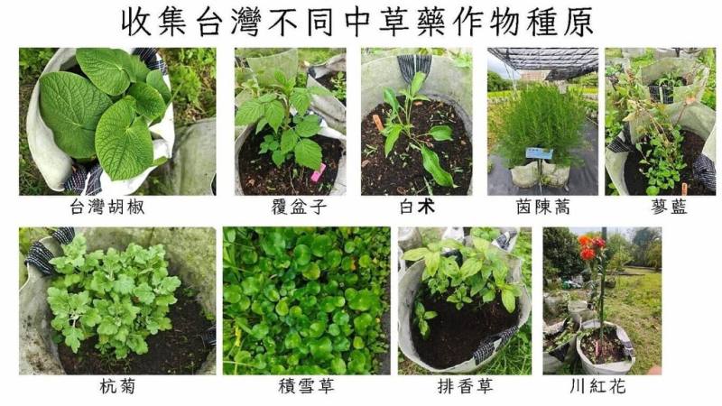 據農業部統計，台灣中草藥材年產值逾新台幣30億元，但超過9成依賴進口。嘉義大學中草藥產業創新應用研發團隊已成功蒐集台灣胡椒、覆盆子等特色藥用植物，建立完善種原庫。（嘉大提供）