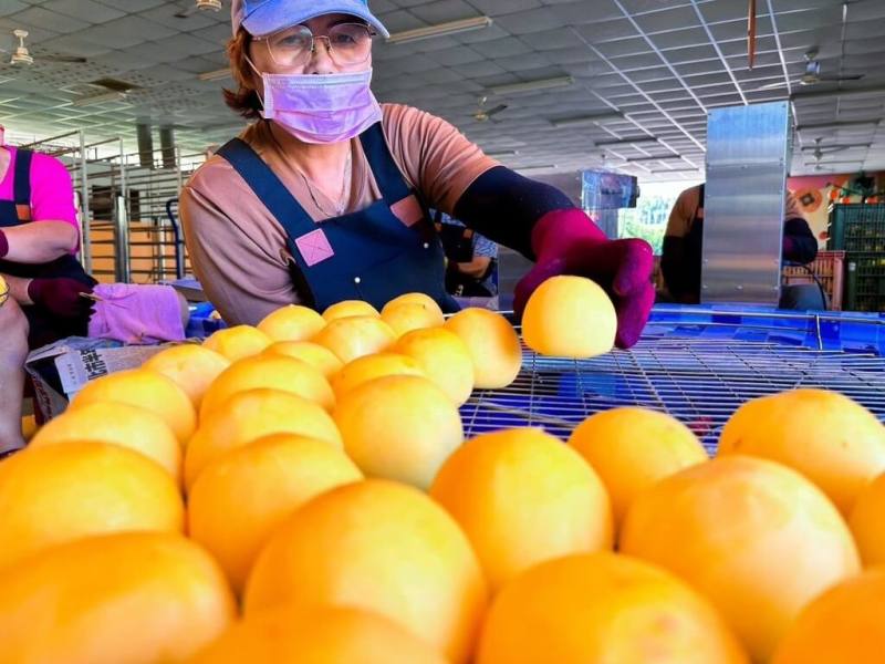 嘉義縣番路鄉因7月連續風災導致柿子產量減少6成，番路鄉農民提高契作收購價格，保障農民收益，並於15日啟動新一年度的柿餅加工季。（番路鄉農會提供）