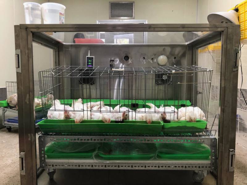 農業部畜產試驗所16日公布一項家禽養殖淨零減碳新技術，透過降低飼料中的蛋白質，並補充胺基酸，不但有效降低碳排，且維持品質不變，還節省飼料成本，兼顧產能與環境友善。（畜產試驗所提供）